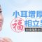 有效改善薄耳小耳 双耳饱满聚财更聚福