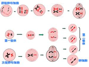 https://img.yiyiaimei.com/mnt/timg/200131/125G45604-1.jpg