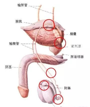 https://img.yiyiaimei.com/mnt/timg/200409/145240I22-1.jpg 案例图片