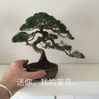 案例图片