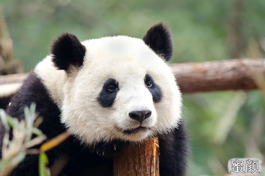 案例图片